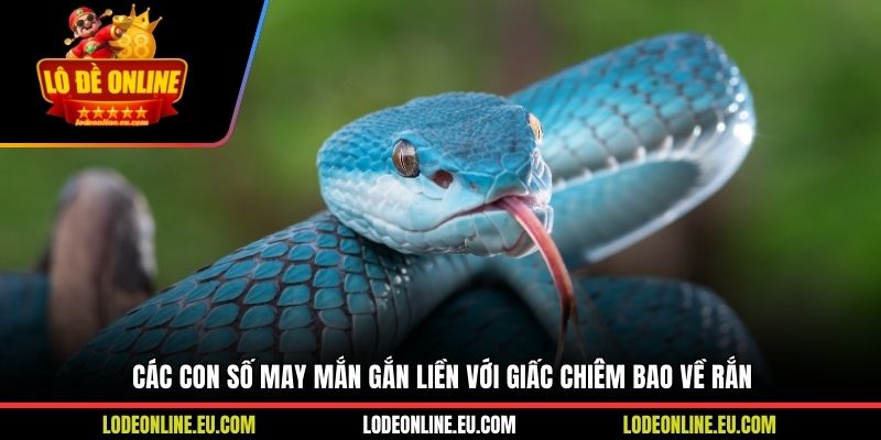 Các con số may mắn gắn liền với giấc chiêm bao về rắn