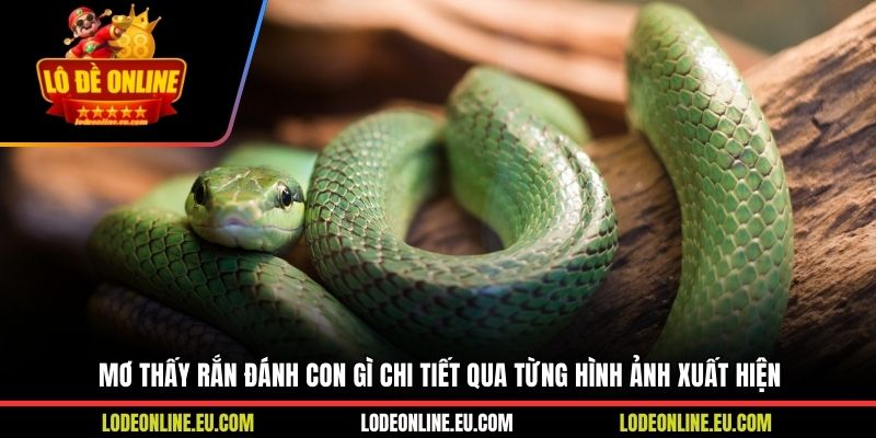 Mơ thấy rắn đánh con gì chi tiết qua từng hình ảnh xuất hiện